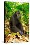 Asia, Indonesia, Sulawesi. Crested Black Macaque Adult Relaxing in Rainforest-David Slater-Stretched Canvas