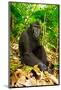 Asia, Indonesia, Sulawesi. Crested Black Macaque Adult Relaxing in Rainforest-David Slater-Mounted Photographic Print