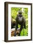 Asia, Indonesia, Sulawesi. Crested Black Macaque Juvenile in Rainforest-David Slater-Framed Photographic Print