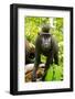 Asia, Indonesia, Sulawesi. Crested Black Macaque Juvenile in Rainforest-David Slater-Framed Photographic Print