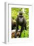 Asia, Indonesia, Sulawesi. Crested Black Macaque Juvenile in Rainforest-David Slater-Framed Photographic Print