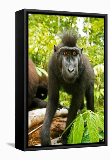 Asia, Indonesia, Sulawesi. Crested Black Macaque Juvenile in Rainforest-David Slater-Framed Stretched Canvas