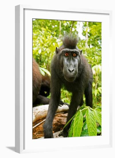 Asia, Indonesia, Sulawesi. Crested Black Macaque Juvenile in Rainforest-David Slater-Framed Photographic Print