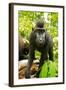 Asia, Indonesia, Sulawesi. Crested Black Macaque Juvenile in Rainforest-David Slater-Framed Photographic Print