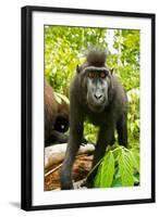 Asia, Indonesia, Sulawesi. Crested Black Macaque Juvenile in Rainforest-David Slater-Framed Photographic Print