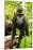 Asia, Indonesia, Sulawesi. Crested Black Macaque Juvenile in Rainforest-David Slater-Mounted Photographic Print