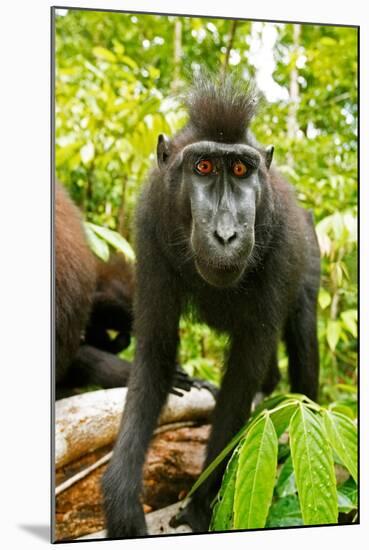 Asia, Indonesia, Sulawesi. Crested Black Macaque Juvenile in Rainforest-David Slater-Mounted Photographic Print