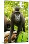 Asia, Indonesia, Sulawesi. Crested Black Macaque Juvenile in Rainforest-David Slater-Mounted Photographic Print