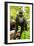 Asia, Indonesia, Sulawesi. Crested Black Macaque Juvenile in Rainforest-David Slater-Framed Photographic Print