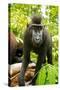 Asia, Indonesia, Sulawesi. Crested Black Macaque Juvenile in Rainforest-David Slater-Stretched Canvas