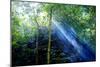 Asia, Indonesia, Sulawesi. Sunburst Lights Up a Steamy Rainforest-David Slater-Mounted Photographic Print