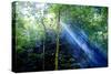 Asia, Indonesia, Sulawesi. Sunburst Lights Up a Steamy Rainforest-David Slater-Stretched Canvas