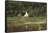 Asia, Indonesia, Sulawesi, View of Church and Field-Tony Berg-Framed Stretched Canvas