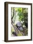 Asia, Japan, Honshu, Hiroshima Prefecture, Miyajima Island, Statue in Daisho in Temple-Christian Kober-Framed Photographic Print