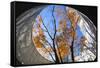 Asia, Japan, Honshu, Yokohama, Autumn Trees-Christian Kober-Framed Stretched Canvas