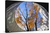 Asia, Japan, Honshu, Yokohama, Autumn Trees-Christian Kober-Stretched Canvas