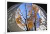 Asia, Japan, Honshu, Yokohama, Autumn Trees-Christian Kober-Framed Photographic Print