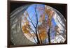 Asia, Japan, Honshu, Yokohama, Autumn Trees-Christian Kober-Framed Photographic Print