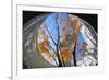 Asia, Japan, Honshu, Yokohama, Autumn Trees-Christian Kober-Framed Photographic Print