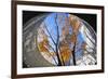 Asia, Japan, Honshu, Yokohama, Autumn Trees-Christian Kober-Framed Photographic Print