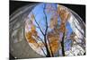 Asia, Japan, Honshu, Yokohama, Autumn Trees-Christian Kober-Mounted Photographic Print