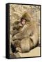Asia, Japan, Jigokudani Monkey Park, Monkey Cuddling with Young-Hollice Looney-Framed Stretched Canvas
