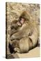 Asia, Japan, Jigokudani Monkey Park, Monkey Cuddling with Young-Hollice Looney-Stretched Canvas