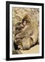 Asia, Japan, Jigokudani Monkey Park, Monkey Cuddling with Young-Hollice Looney-Framed Photographic Print