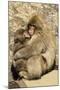 Asia, Japan, Jigokudani Monkey Park, Monkey Cuddling with Young-Hollice Looney-Mounted Photographic Print