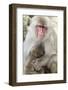 Asia, Japan, Jigokudani Monkey Park, Monkey Nursing Her Young-Hollice Looney-Framed Photographic Print