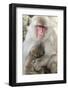 Asia, Japan, Jigokudani Monkey Park, Monkey Nursing Her Young-Hollice Looney-Framed Photographic Print