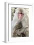 Asia, Japan, Jigokudani Monkey Park, Monkey Nursing Her Young-Hollice Looney-Framed Photographic Print