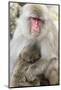 Asia, Japan, Jigokudani Monkey Park, Monkey Nursing Her Young-Hollice Looney-Mounted Photographic Print