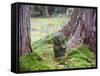 Asia, Japan; Kyoto, Sanzen in Temple (986), Stone Statue of a Monk Praying-Christian Kober-Framed Stretched Canvas