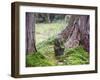 Asia, Japan; Kyoto, Sanzen in Temple (986), Stone Statue of a Monk Praying-Christian Kober-Framed Photographic Print