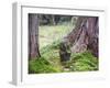 Asia, Japan; Kyoto, Sanzen in Temple (986), Stone Statue of a Monk Praying-Christian Kober-Framed Photographic Print