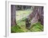 Asia, Japan; Kyoto, Sanzen in Temple (986), Stone Statue of a Monk Praying-Christian Kober-Framed Photographic Print