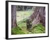 Asia, Japan; Kyoto, Sanzen in Temple (986), Stone Statue of a Monk Praying-Christian Kober-Framed Photographic Print