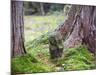 Asia, Japan; Kyoto, Sanzen in Temple (986), Stone Statue of a Monk Praying-Christian Kober-Mounted Photographic Print