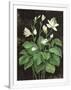 Gramercy White