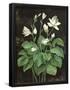 Essential Black