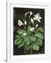 Gramercy White