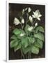 Gramercy White