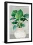 Black Frame