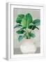 White Frame