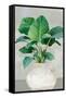 Canvas Black