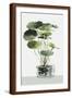 Brown Frame