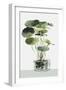 White Frame