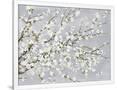 Gramercy White