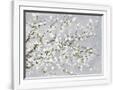 Gramercy White